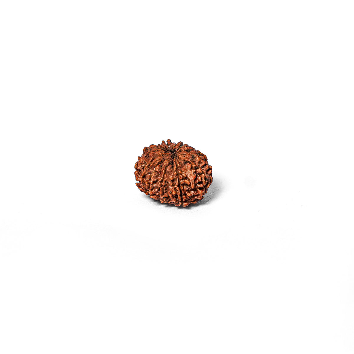12 Mukhi Rudraksha