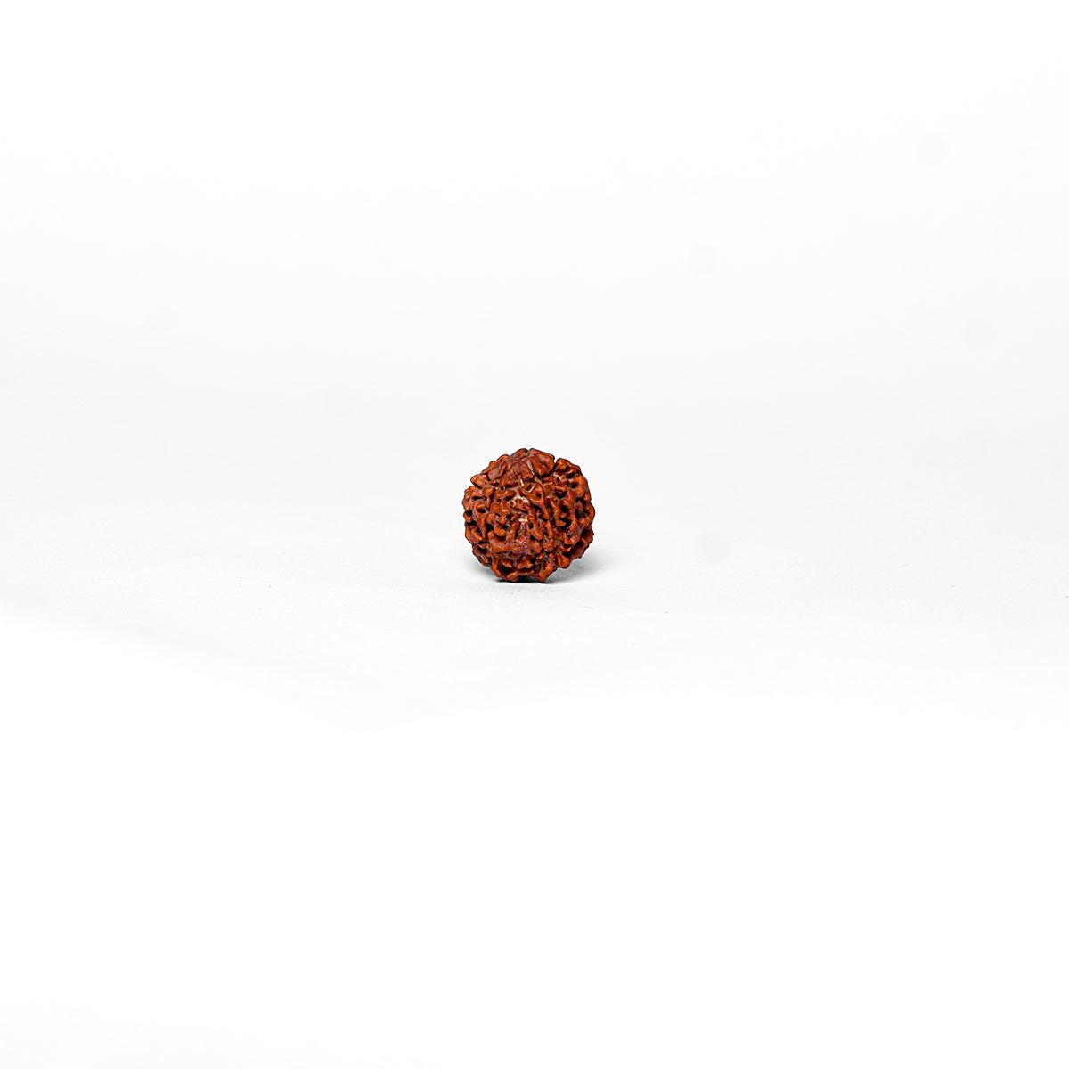 6 Mukhi Rudraksha Abhimantrit in Kashi