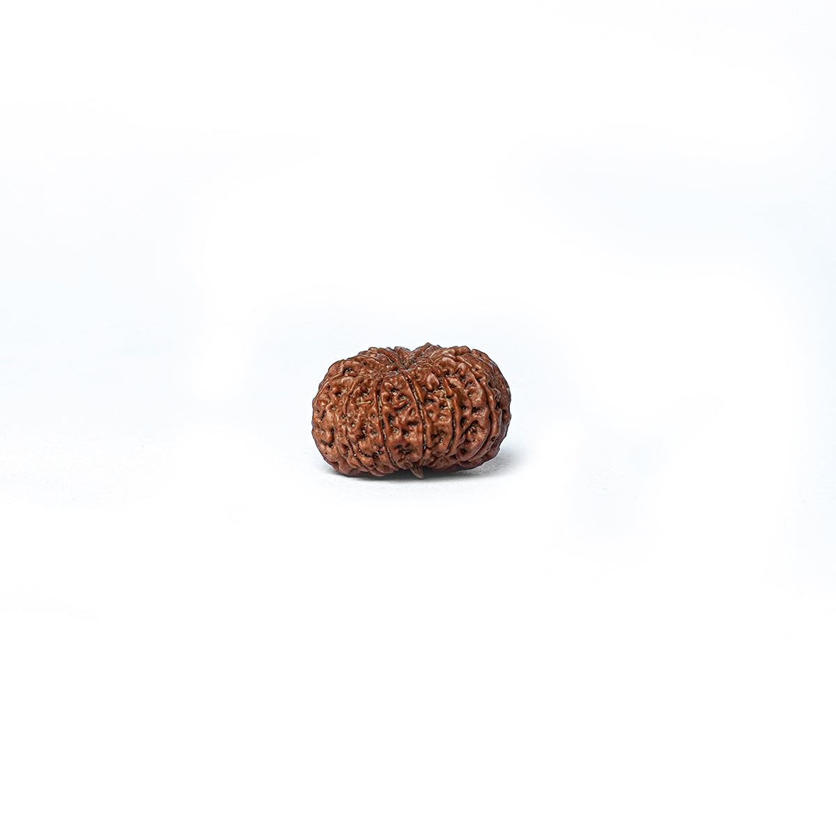 11 Mukhi Rudraksha