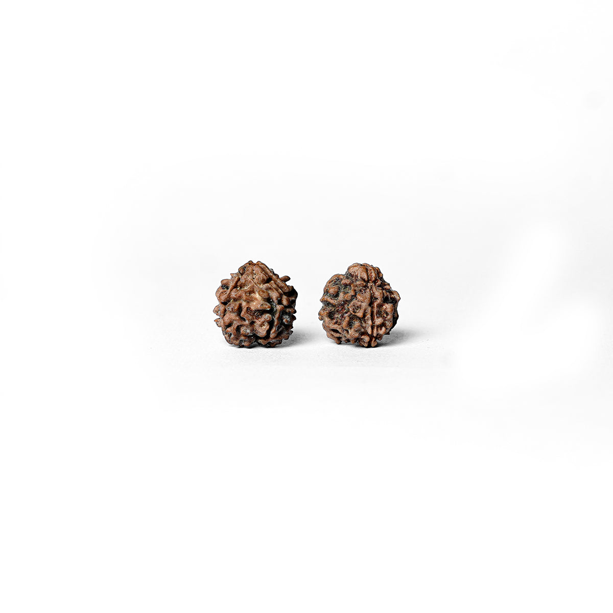 3 Mukhi Rudraksha Abhimantrit in Kashi