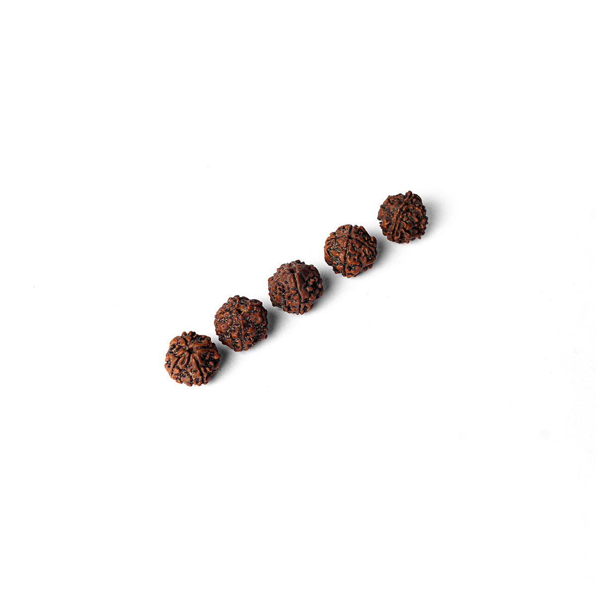 4 Mukhi Rudraksha Abhimantrit in Kashi