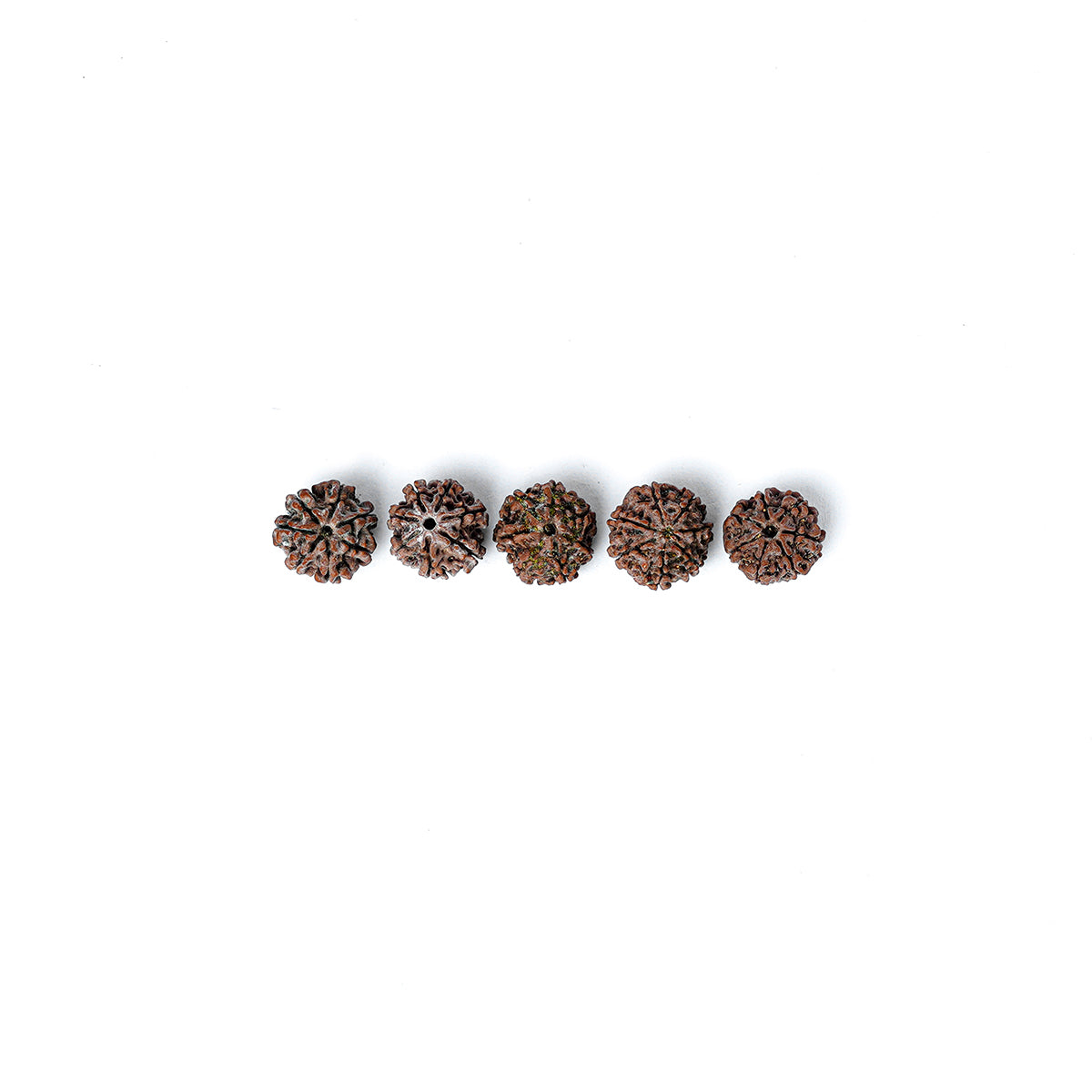 7 Mukhi Rudraksha Abhimantrit in Kashi