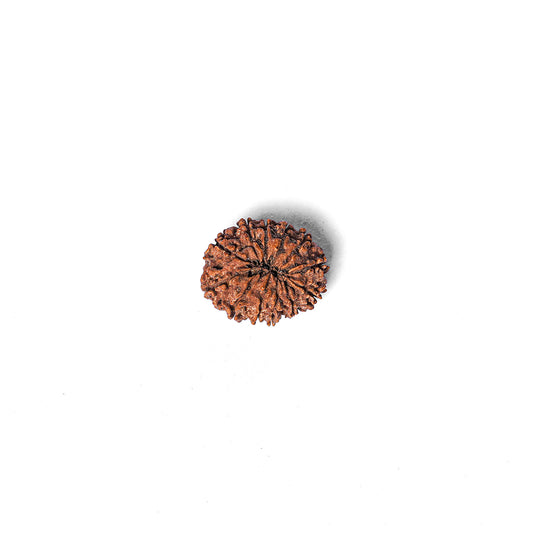 12 Mukhi Rudraksha