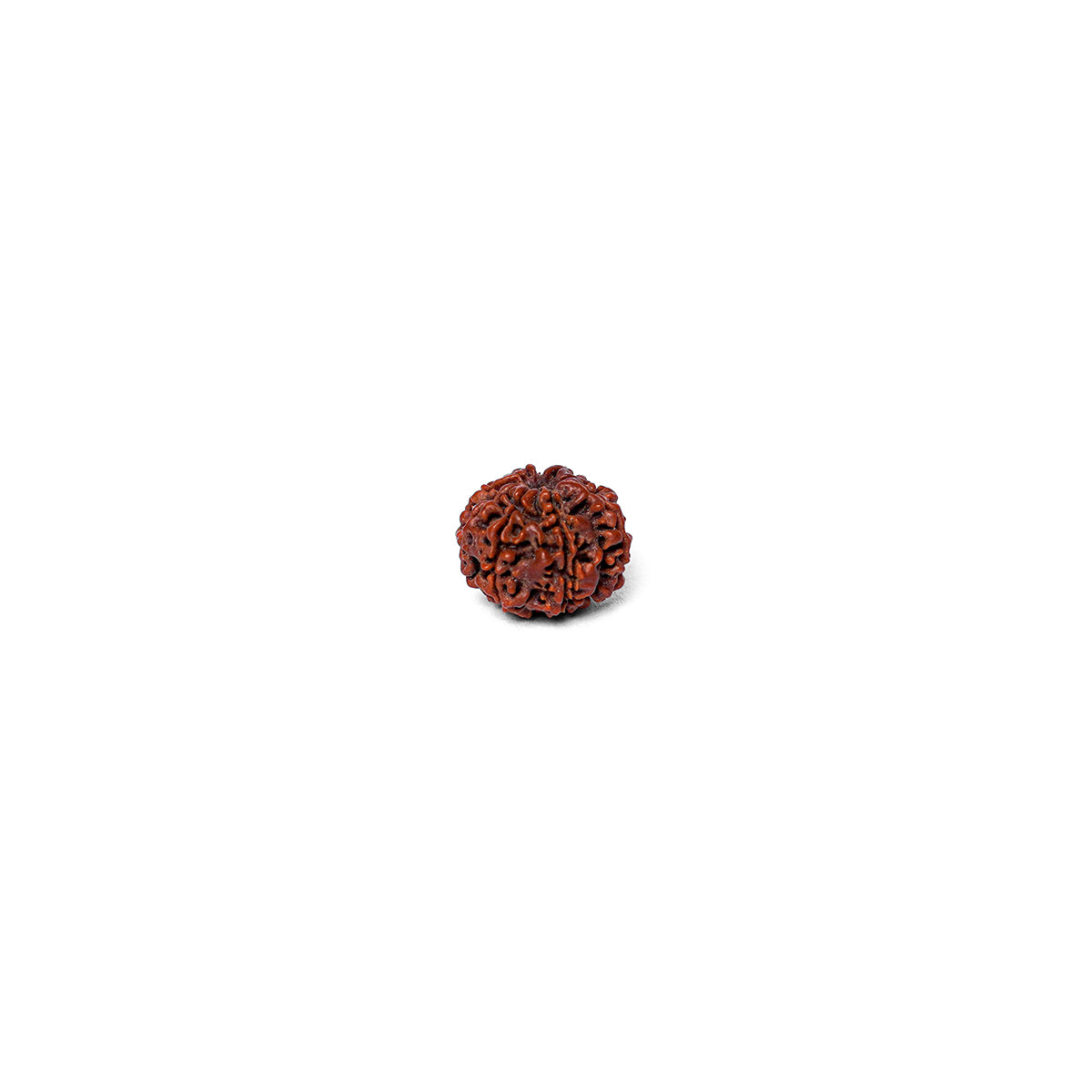 8 Mukhi Rudraksha