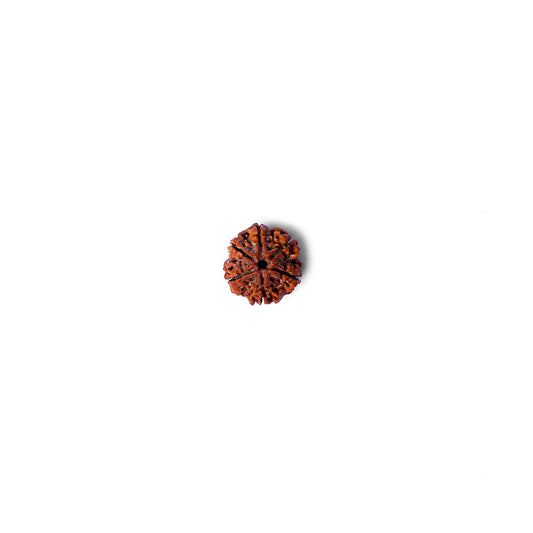 6 Mukhi Rudraksha Abhimantrit in Kashi