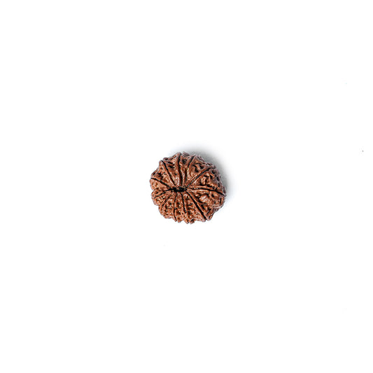 11 Mukhi Rudraksha