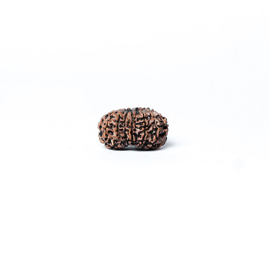 13 Mukhi Rudraksha