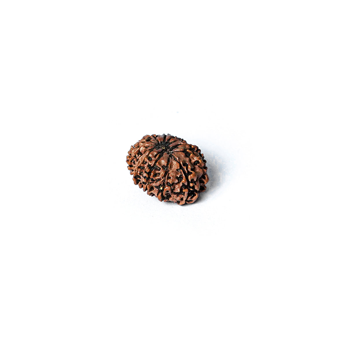 14 Mukhi Rudraksha