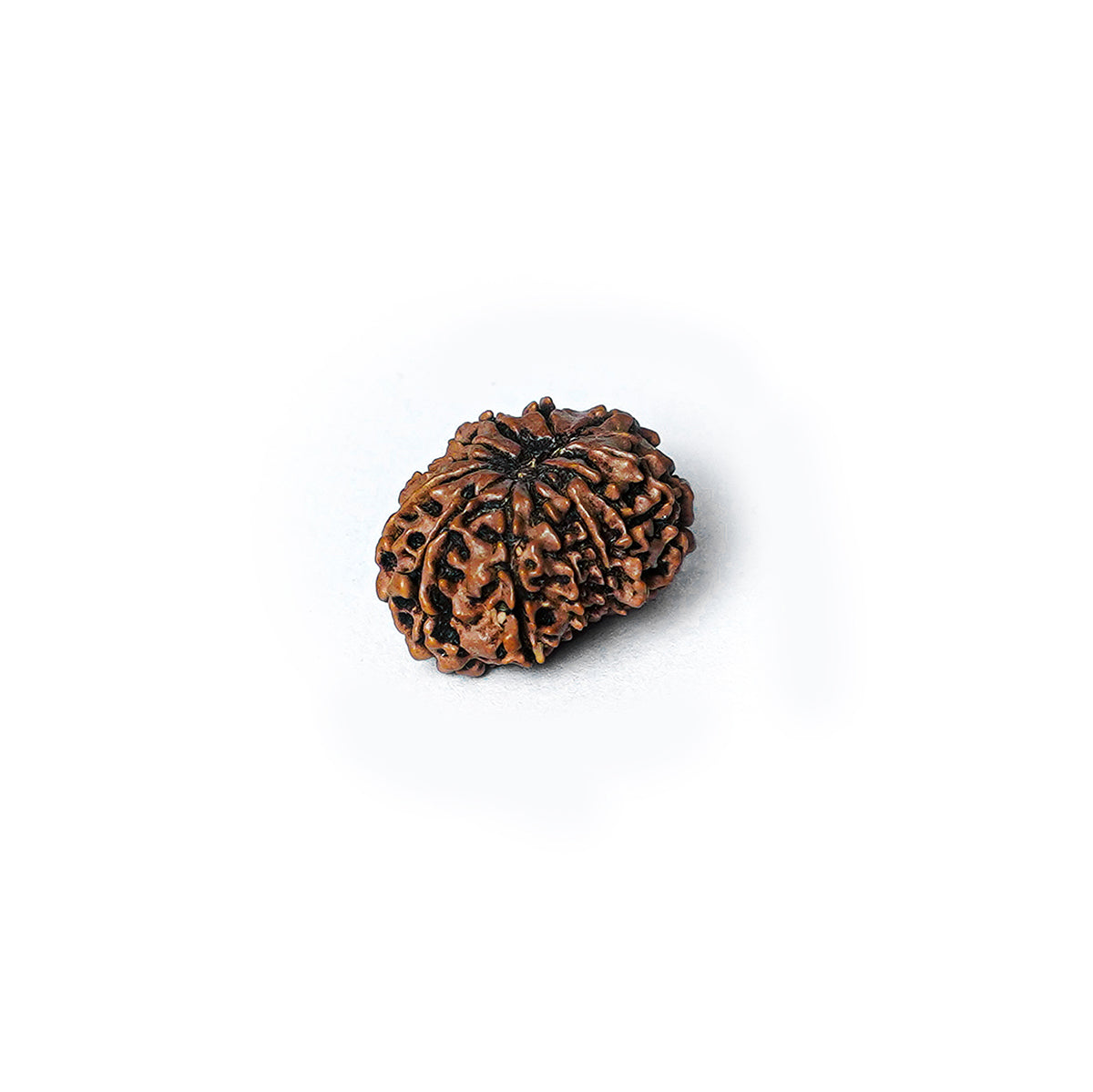 14 Mukhi Rudraksha