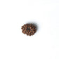 14 Mukhi Rudraksha