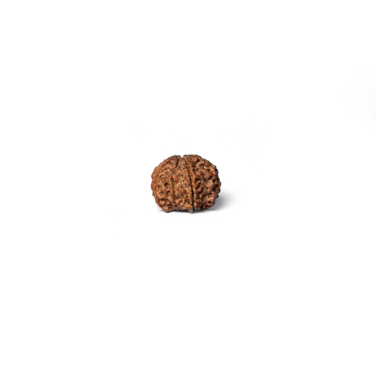 9 Mukhi Rudraksha