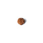 9 Mukhi Rudraksha