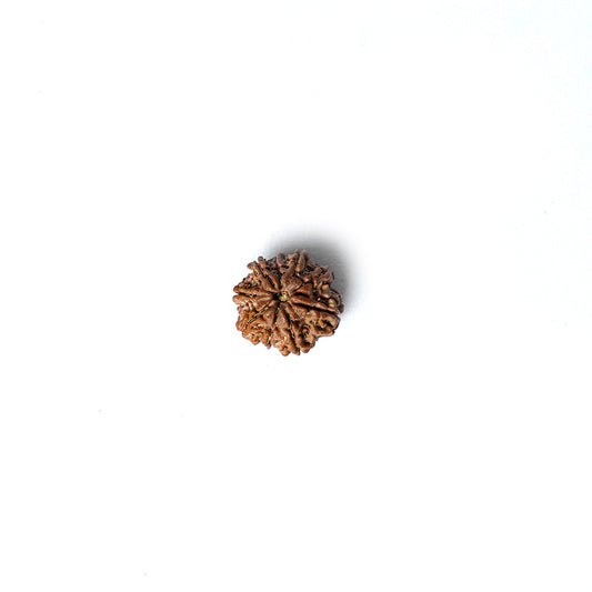 9 Mukhi Rudraksha