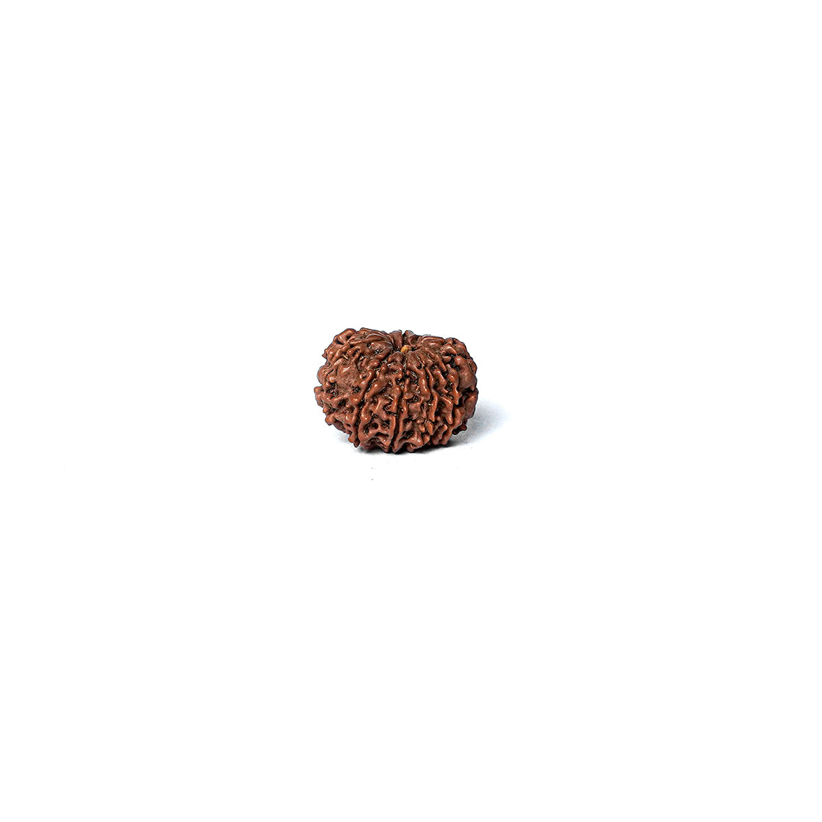 10 Mukhi Rudraksha