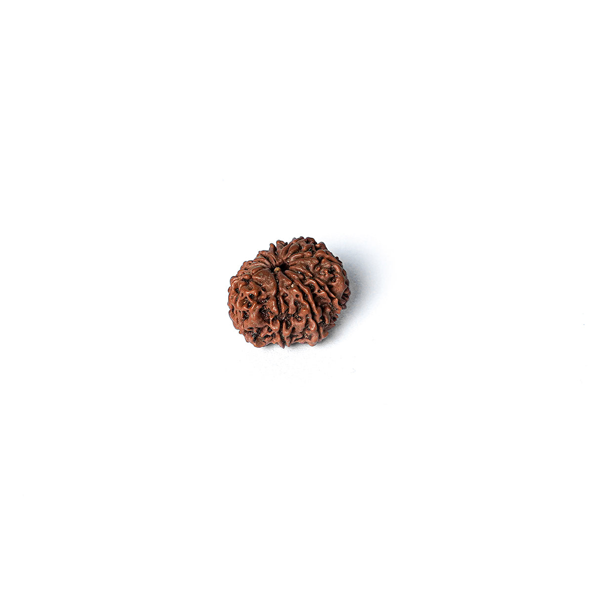 10 Mukhi Rudraksha