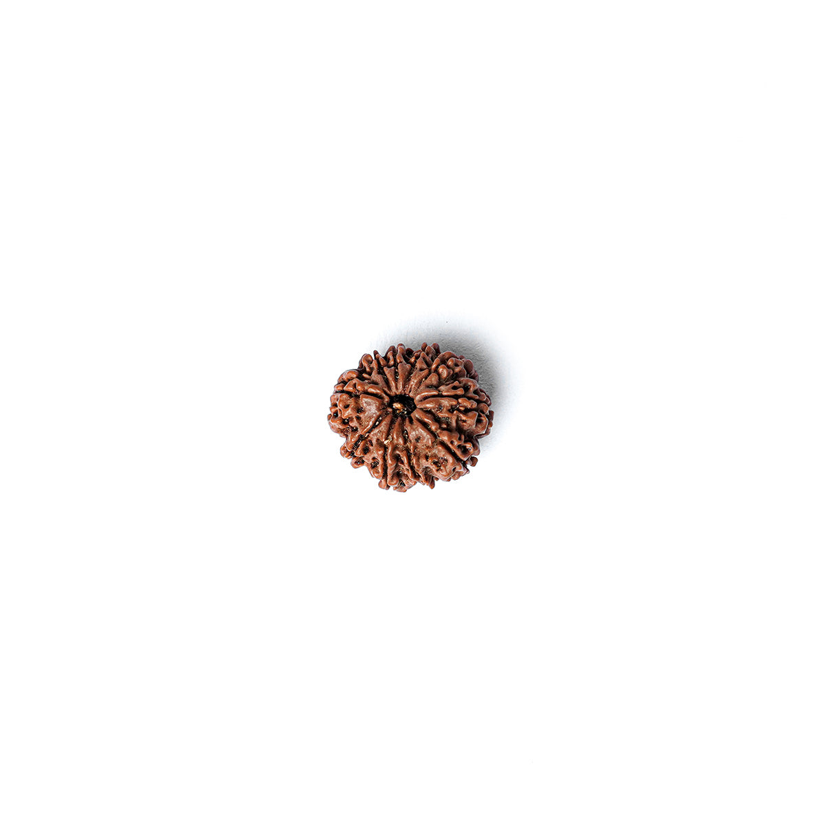 10 Mukhi Rudraksha