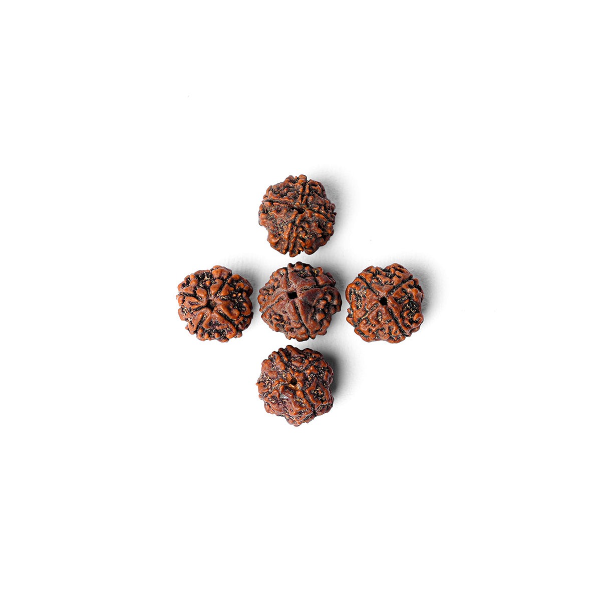 4 Mukhi Rudraksha Abhimantrit in Ujjain Avantika Tirth Kshetra