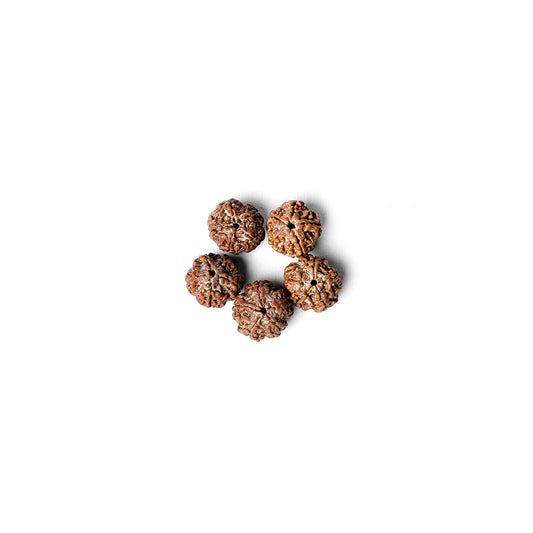 Panch Mukhi Rudraksha