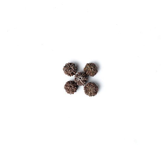 7 Mukhi Rudraksha Abhimantrit in Kashi
